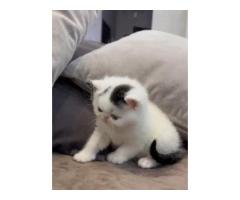 котёнок