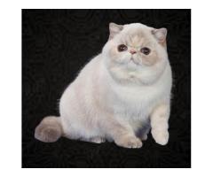 котёнок экзот из питомника