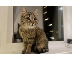 Чудесная серая кошечка котенок Шпротя ищет дом и любящую семью!
