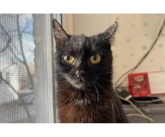 Черная кошечка котенок Шэлли ищет дом и любящую семью!