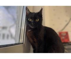 Черная кошечка котенок Шэлли ищет дом и любящую семью!