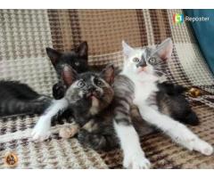 Котята в дар