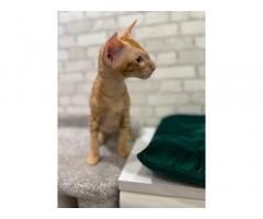 Ориентальные котята