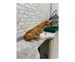 Ориентальные котята