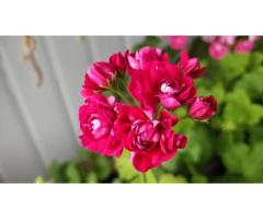 Герань розебудная бордовая,-сорт Monseruds Rosen