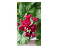 Герань розебудная бордовая,-сорт Monseruds Rosen