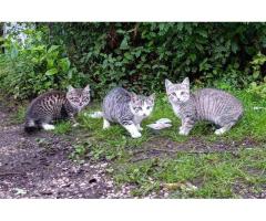 Котята с дач срочно ищут дом