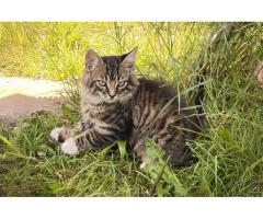 Котята с дач срочно ищут дом