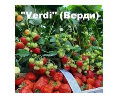 Саженцы клубники Верди