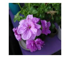 Пеларгония цветущая плющелистная ''Pacific Lavender''