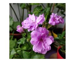 Пеларгония цветущая плющелистная ''Pacific Lavender''