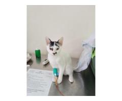 ПОМОГИТЕ СПАСТИ ЖИЗНЬ КОТЁНКУ
