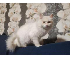 Ласковая кошка Белоснежка срочно ищет дом