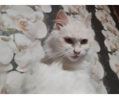 Ласковая кошка Белоснежка срочно ищет дом