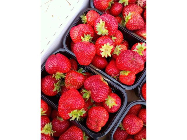 Саженцы клубники Федерико - 1/1