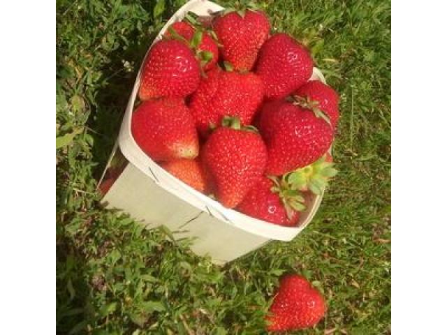 Саженцы клубники Альбион - 1/1