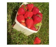 Саженцы клубники Альбион