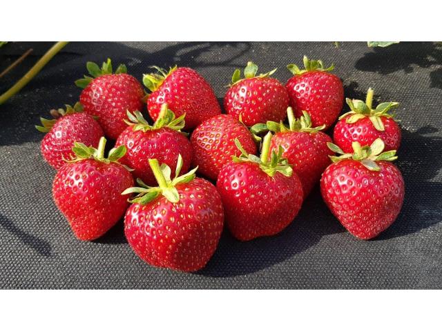 Саженцы клубники Кабрилло - 1/1