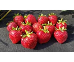 Саженцы клубники Кабрилло