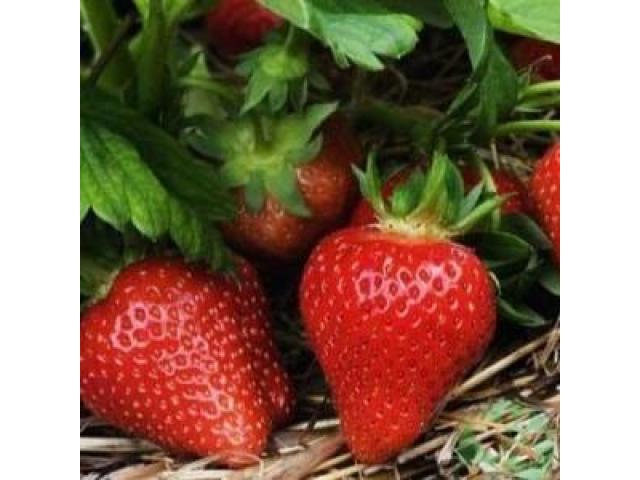 Саженцы клубники Мурано - 1/1