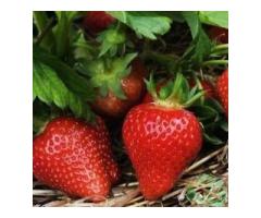 Саженцы клубники Мурано