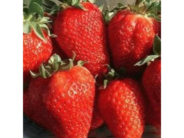 Саженцы клубники Сан Андрес - 1/1