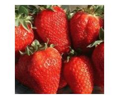 Саженцы клубники Сан Андрес