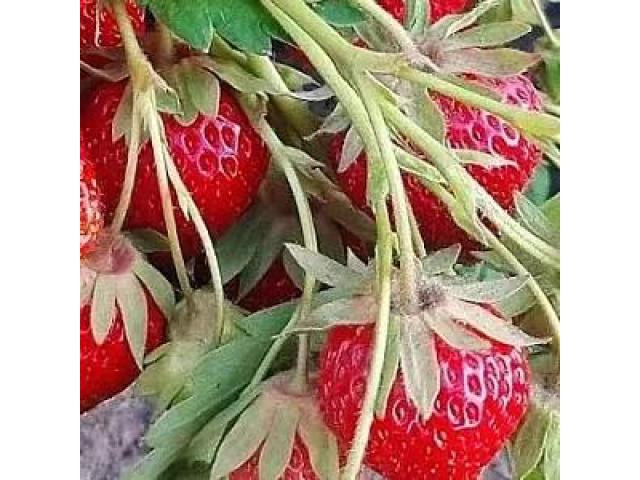 Саженцы клубники Ания - 1/1