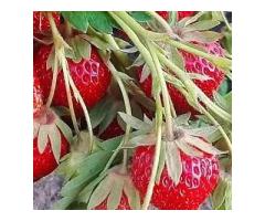 Саженцы клубники Ания