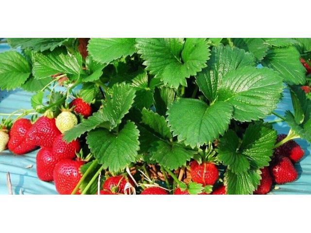 Саженцы клубники Флорис - 1/1