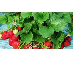 Саженцы клубники Флорис
