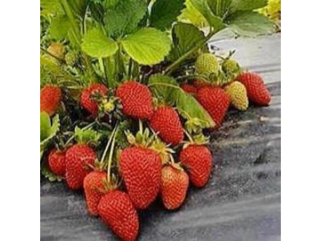 Саженцы клубники Вивара - 1/1