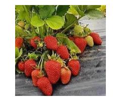 Саженцы клубники Вивара