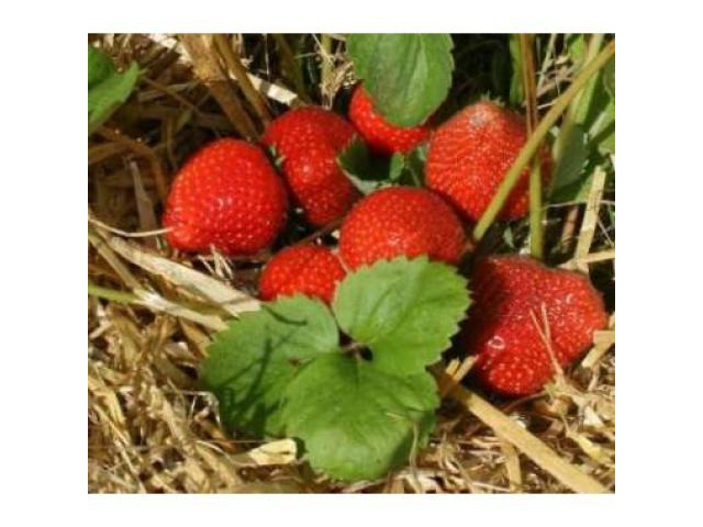 Саженцы клубники Рабунда - 1/1