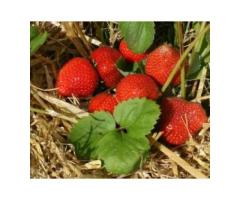 Саженцы клубники Рабунда