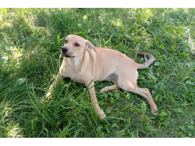 Замечательная собака-охранница Лиска в дар - 1/6