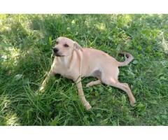 Замечательная собака-охранница Лиска в дар