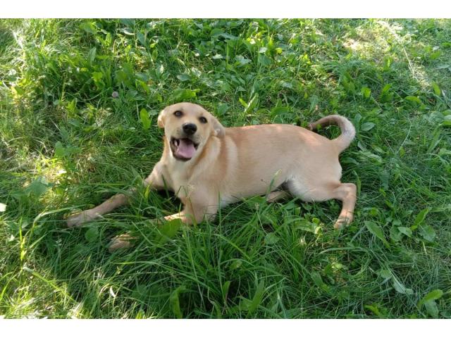 Замечательная собака-охранница Лиска в дар - 2/6