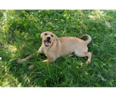 Замечательная собака-охранница Лиска в дар