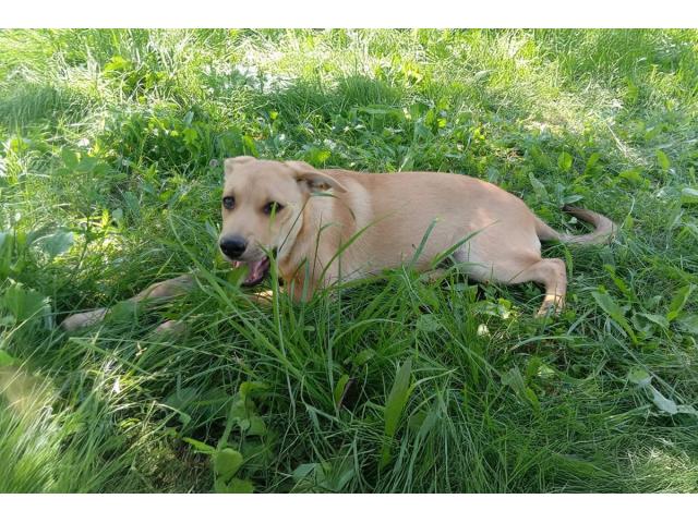 Замечательная собака-охранница Лиска в дар - 3/6