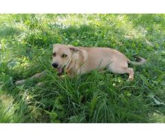 Замечательная собака-охранница Лиска в дар