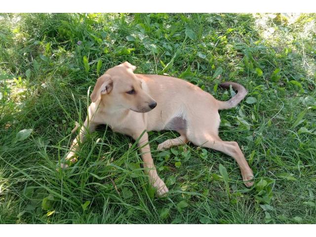 Замечательная собака-охранница Лиска в дар - 4/6