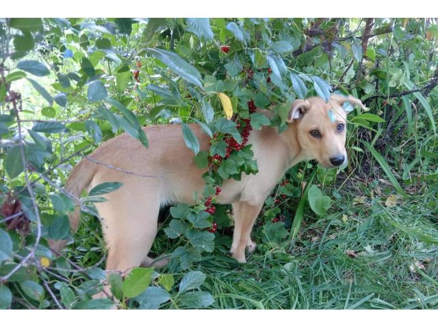 Замечательная собака-охранница Лиска в дар - 5/6