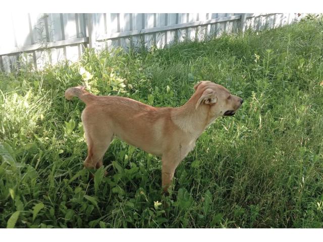 Замечательная собака-охранница Лиска в дар - 6/6