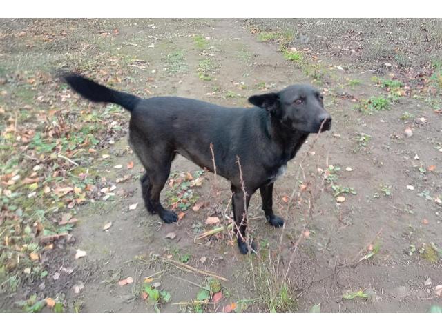 Прекрасная собака-охранница Бэтта в дар - 1/4