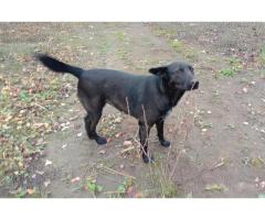 Прекрасная собака-охранница Бэтта в дар