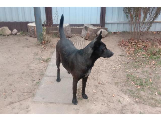 Прекрасная собака-охранница Бэтта в дар - 2/4