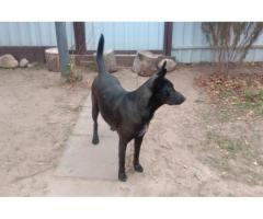 Прекрасная собака-охранница Бэтта в дар