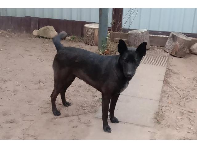 Прекрасная собака-охранница Бэтта в дар - 3/4