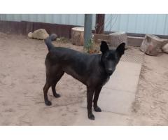 Прекрасная собака-охранница Бэтта в дар